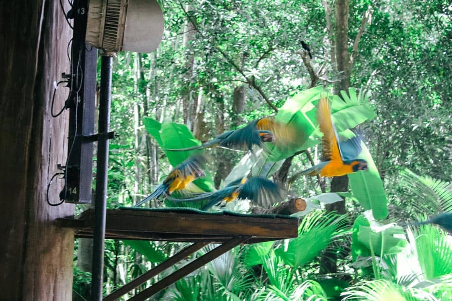 Feathered Friends in Flight Bird Show at Animal Kingdom | Resorts Gal