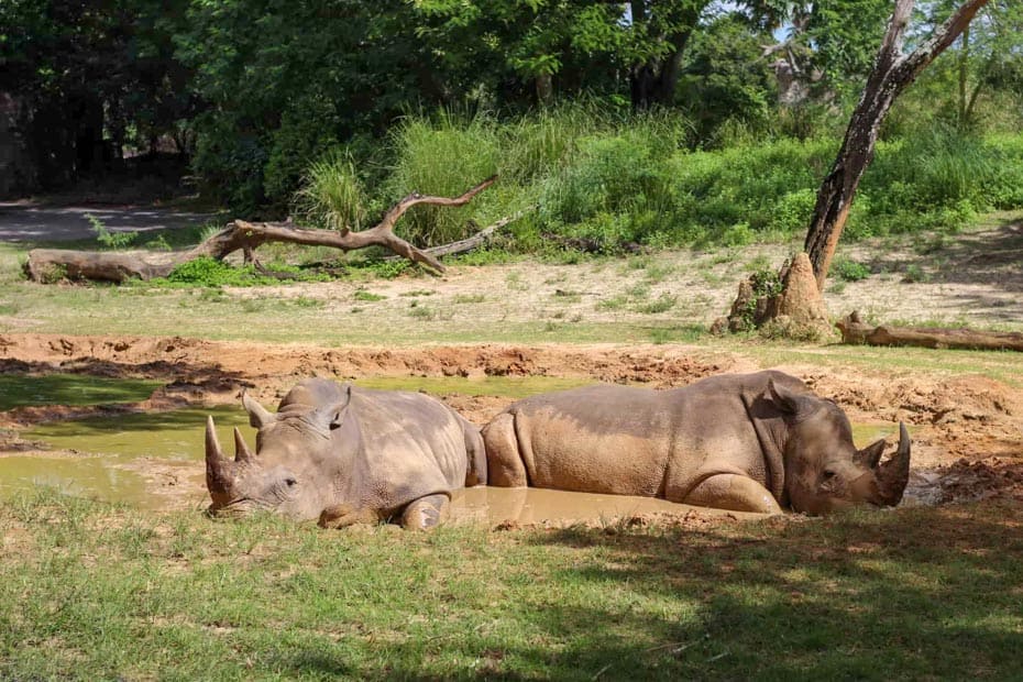 two rhinoceros resting in the mud at Disney's Animal Kingdom 