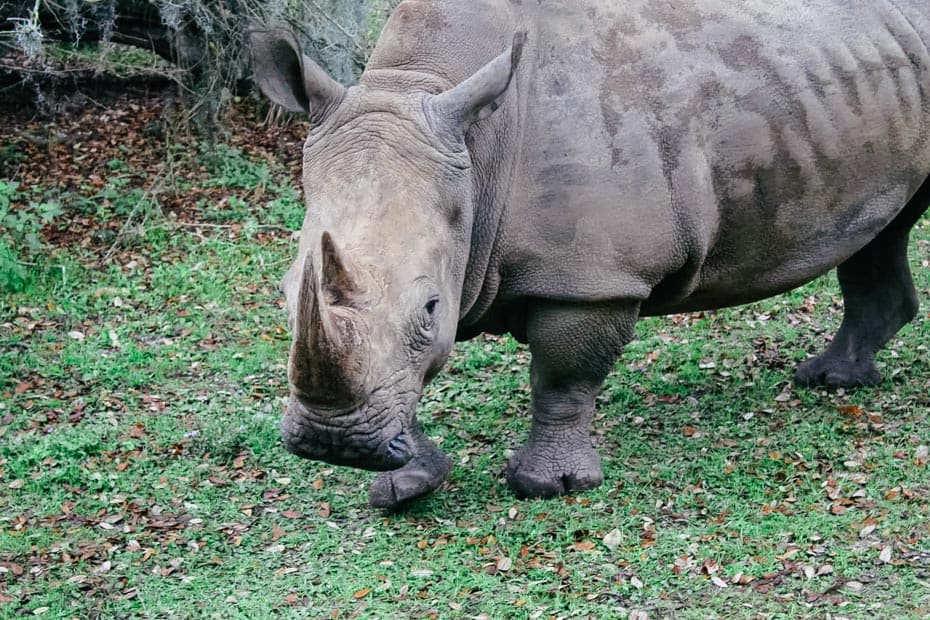 a rhinoceros close to the safari truck 