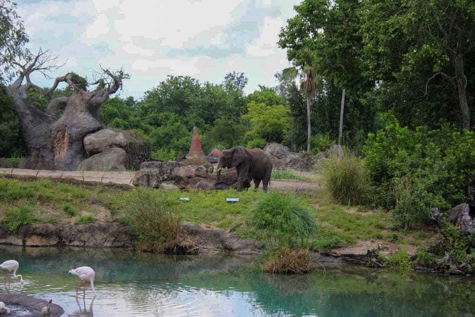 an elephant on the safari at Disney 