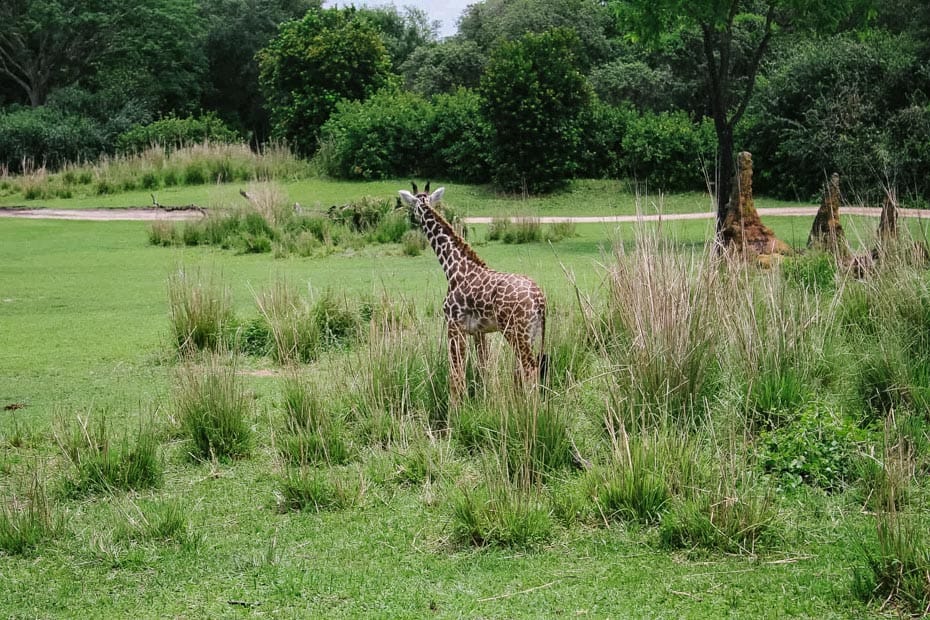 a young giraffe looks out to the savanna at Disney's Animal Kingdom 