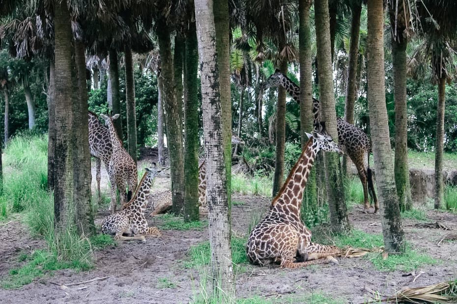 a group of giraffes resting among palm trees on Kilimanjaro Safaris at Disney World 
