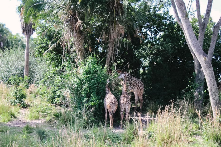 a tower of giraffes at Disney's Animal Kingdom 