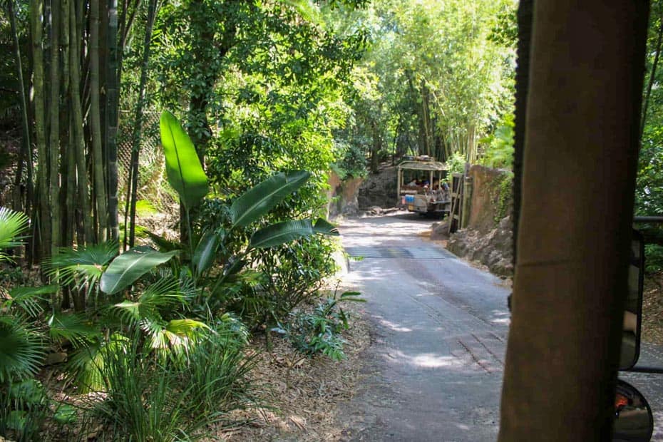 the beginning of the ride where the safari truck is entering the reserve at Disney's Animal Kingdom 
