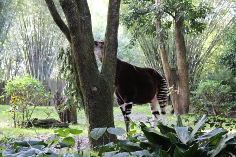 kilimanjaro safaris opiniones