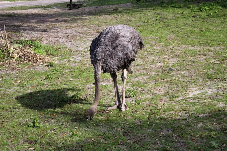 an ostrich pecking at the ground as seen from safari vehicle 