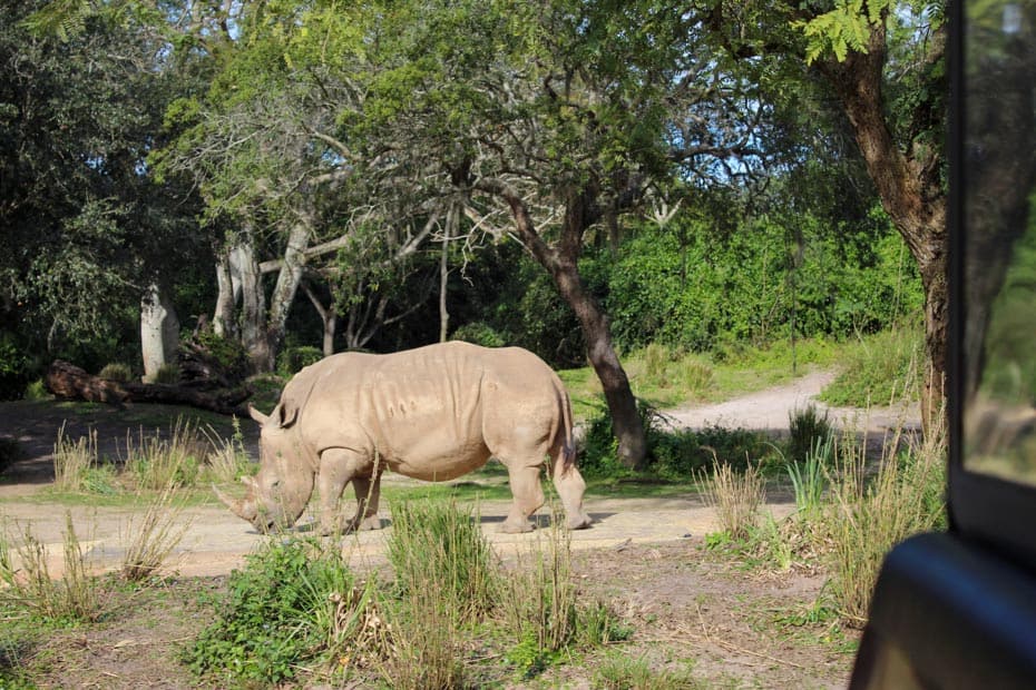 a white rhinoceros at Disney 