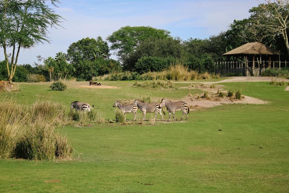 a view of zebras on the safari at Disney's Animal Kingdom