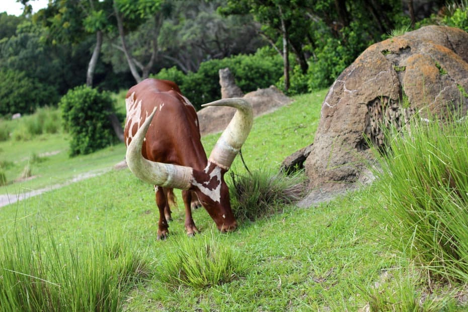 Ankole cattle with giant horns on Kilimanjaro Safaris 