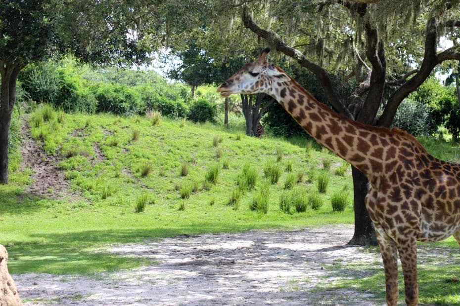 a giraffe close to the safari vehicle on Kilimanjaro Safaris 