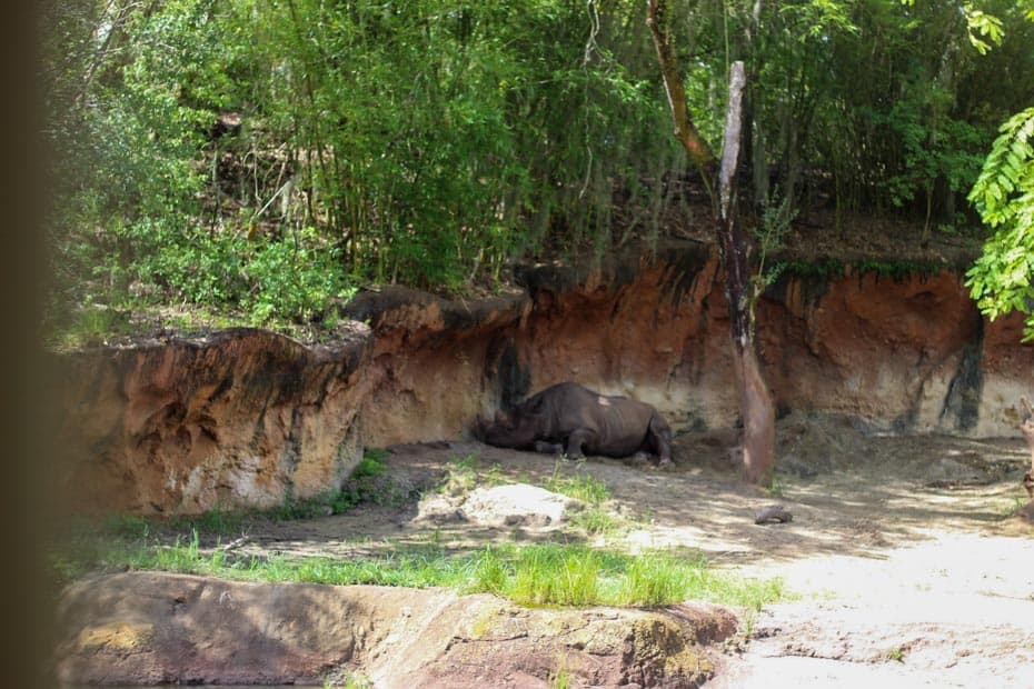 a black rhino against a red clay embankment 