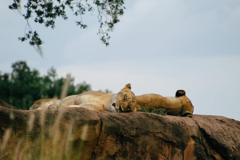 two sleeping lions at Disney's Animal Kingdom 