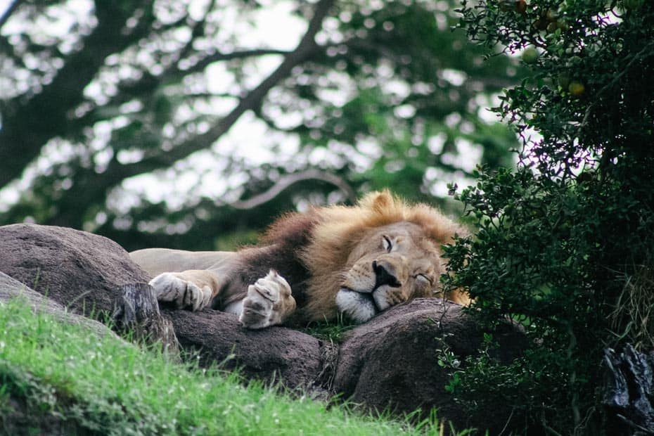 a large male sleeping lion 