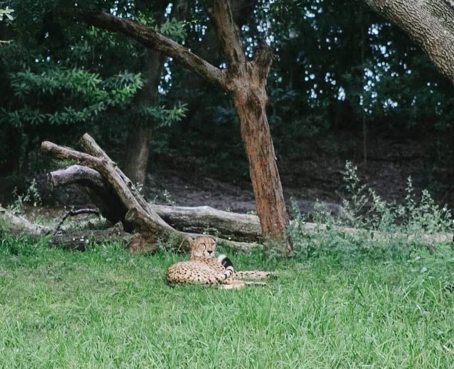 a cheetah resting in the grass on Kilimanjaro Safaris 