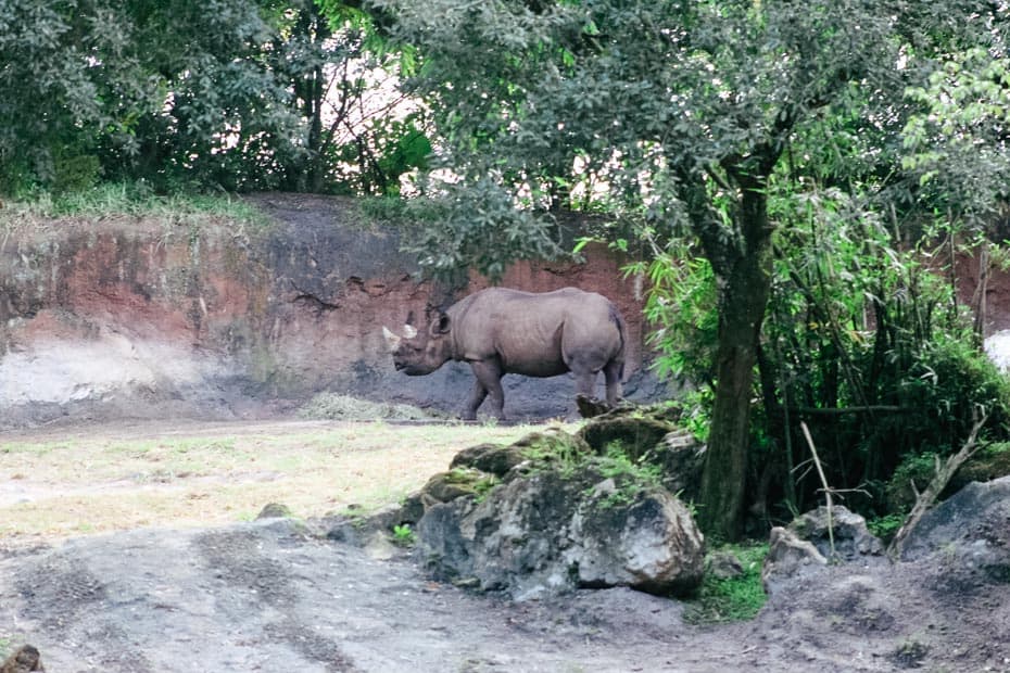 a rhinoceros on Kilimanjaro Safaris 