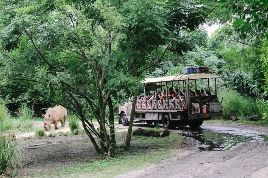 a safari vehicle passing a rhinoceros at Disney's Animal Kingdom 