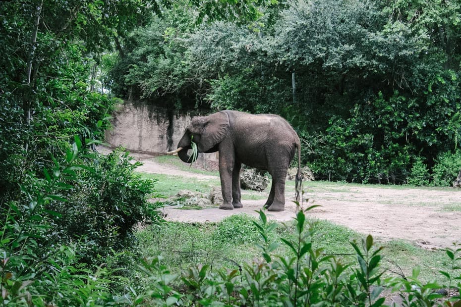 an elephant eating in a viewing area on the safari at Disney's Animal Kingdom