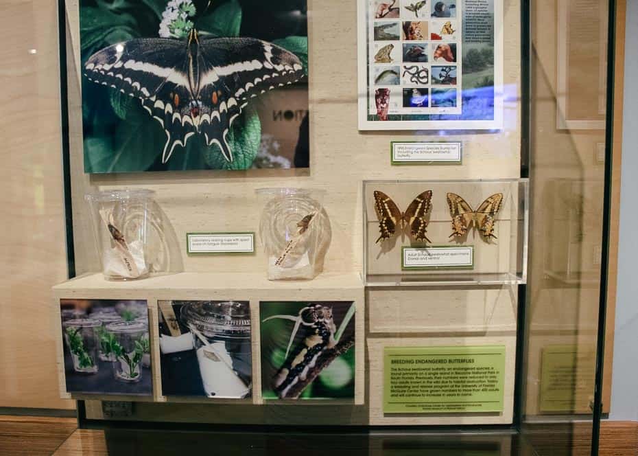 a display case with preserved butterflies at Rafiki's Planet Watch 