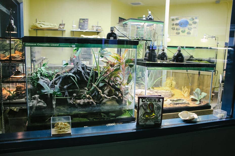 reptiles on display at Rafiki's Planet Watch