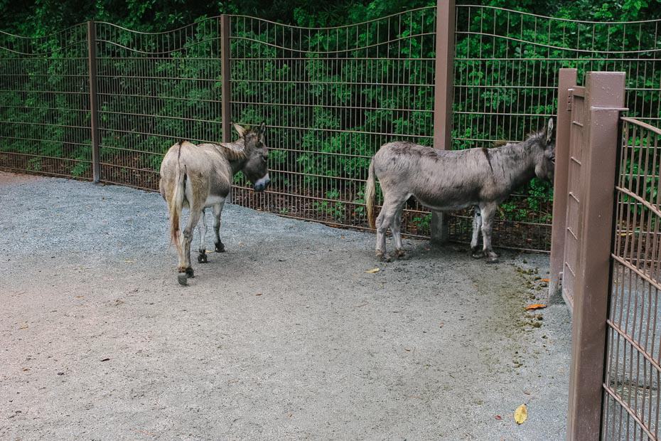 donkeys at Rafiki's Planet Watch 
