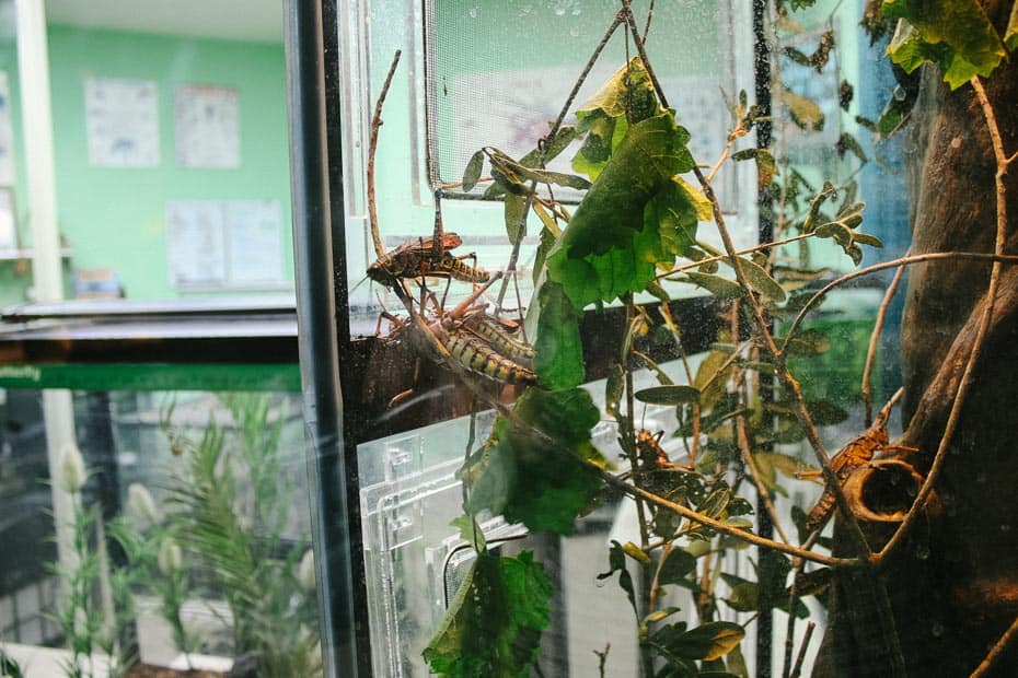 a closeup look at giant grasshoppers in a glass enclosure at Rafiki's Planet Watch 