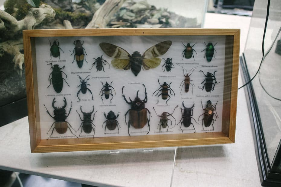 a bug collection on display at Rafiki's Planet Watch 