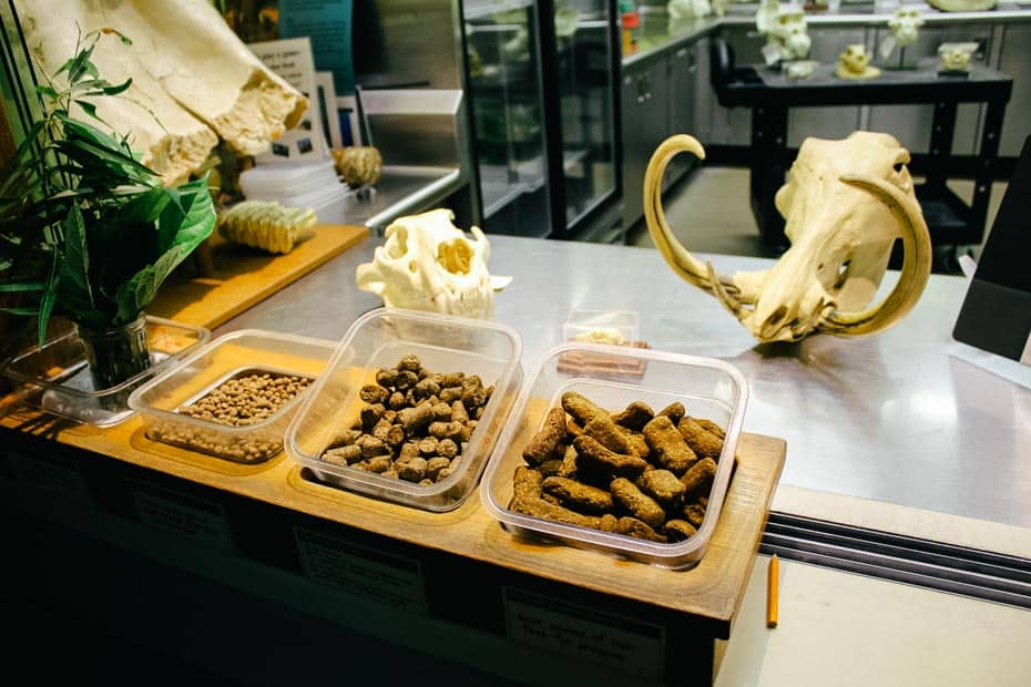 a display that shows different stool samples from the animals at Disney's Animal Kingdom 