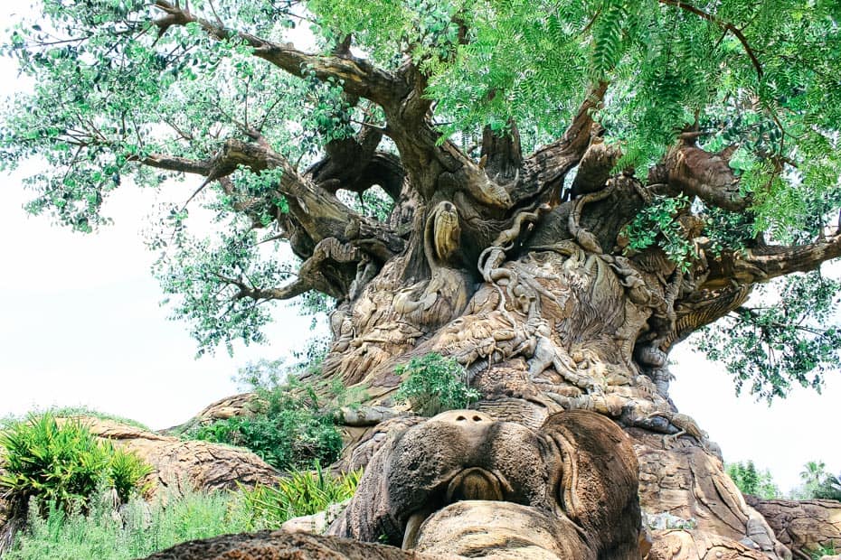 how long is the tree of life show at animal kingdom