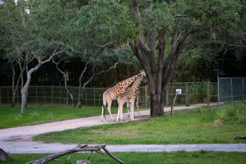 giraffes grazing on the savanna 