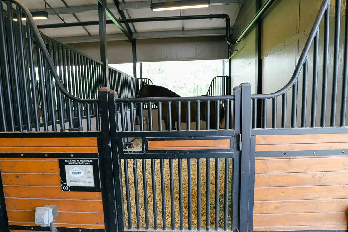 a Percheron horse in its stable at Tri Circle D Ranch 
