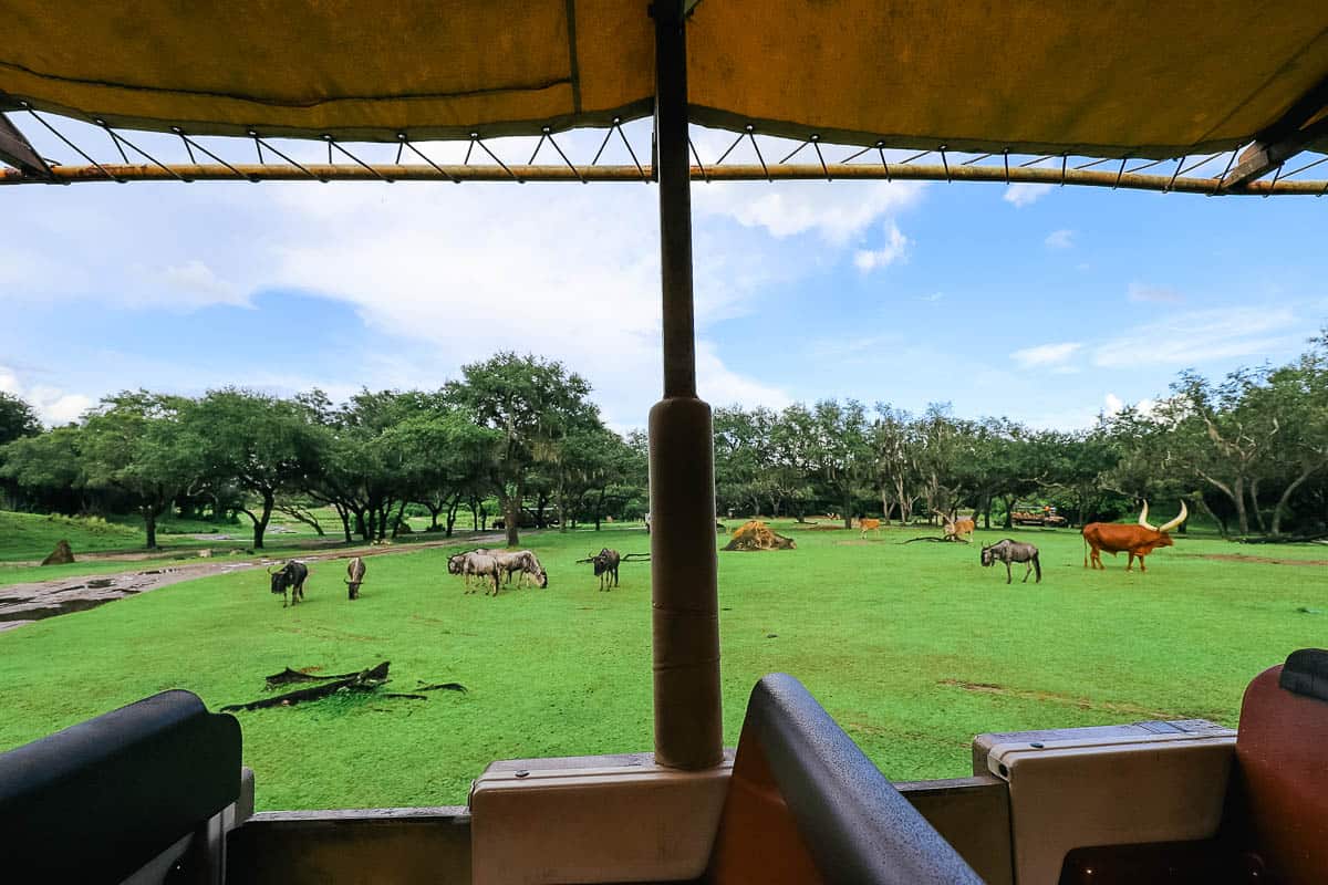 a view of the savanna from the safaris truck with many animals grazing 
