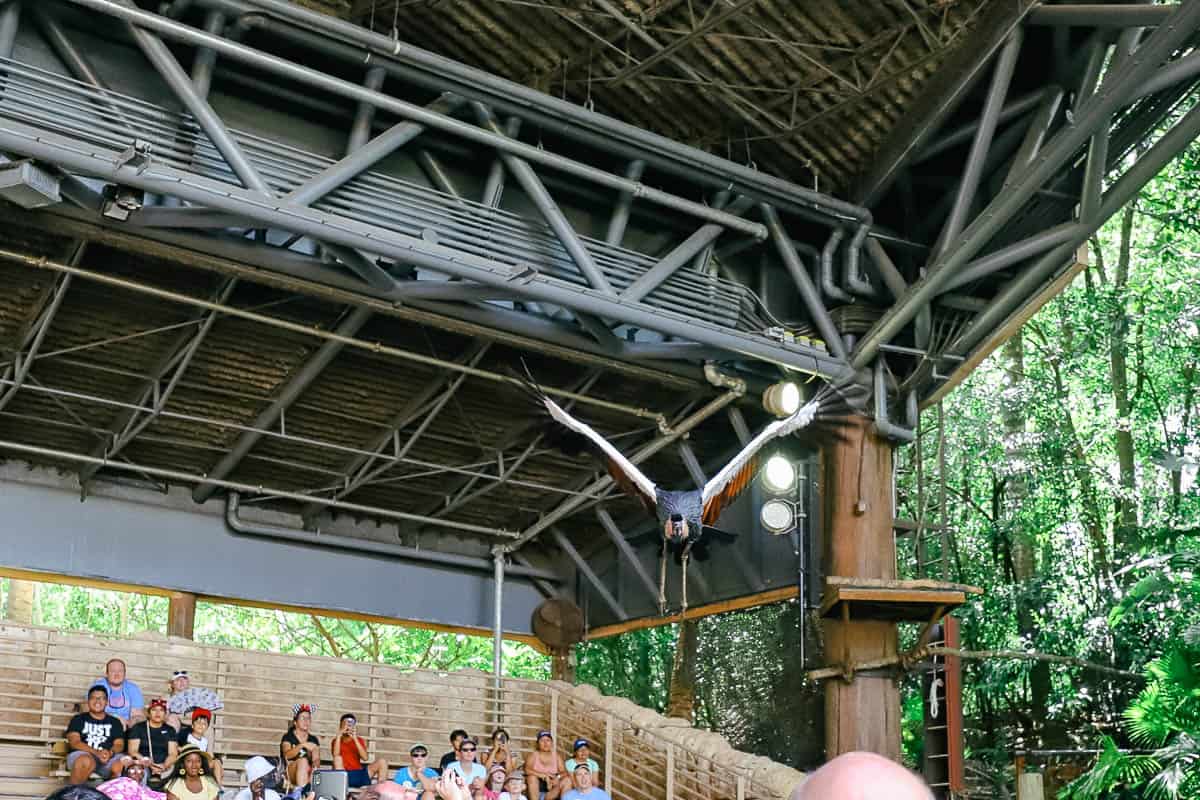 a bird flying from the back of the audience to the front during Feathered Friends in Flight! 