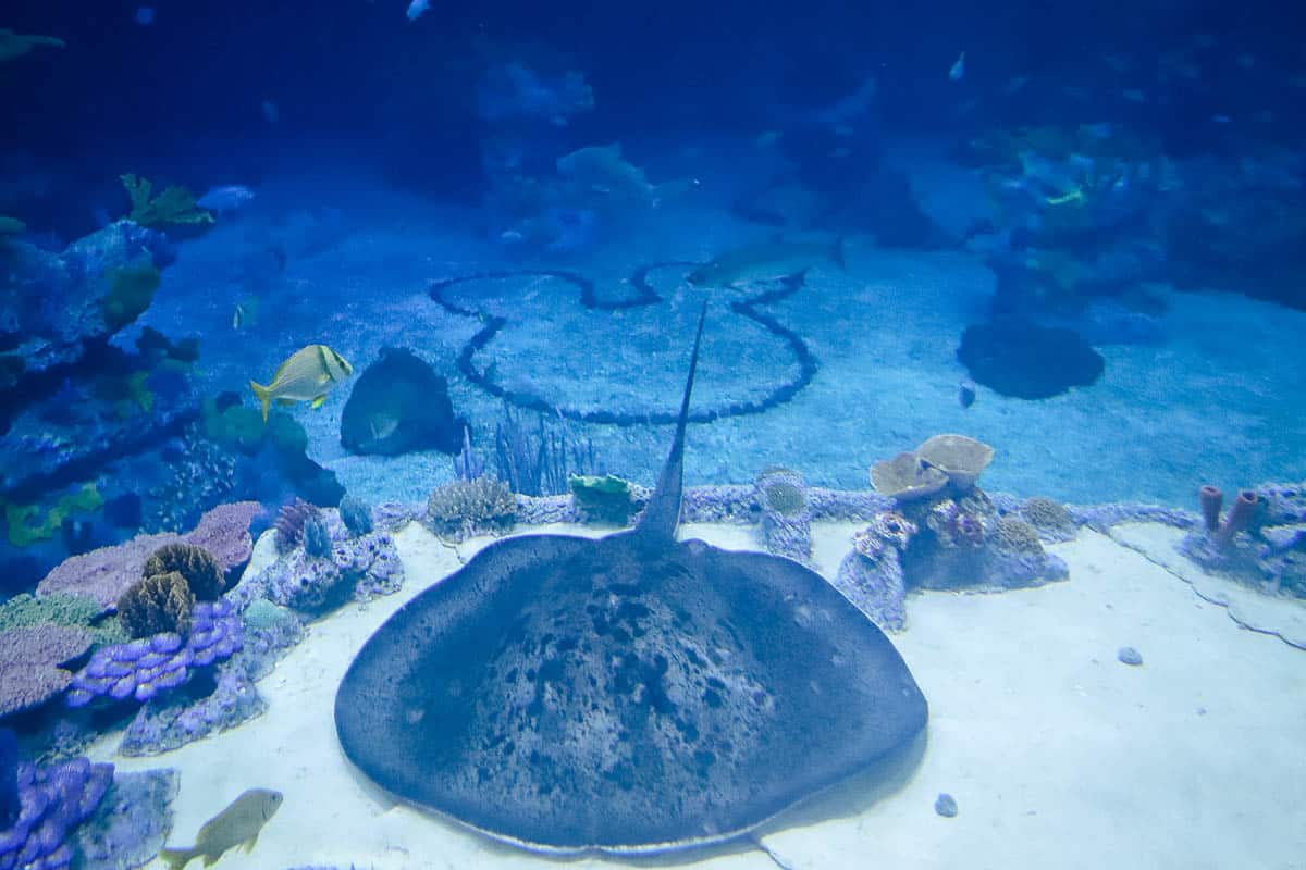 a sting ray with a hidden Mickey behind it 