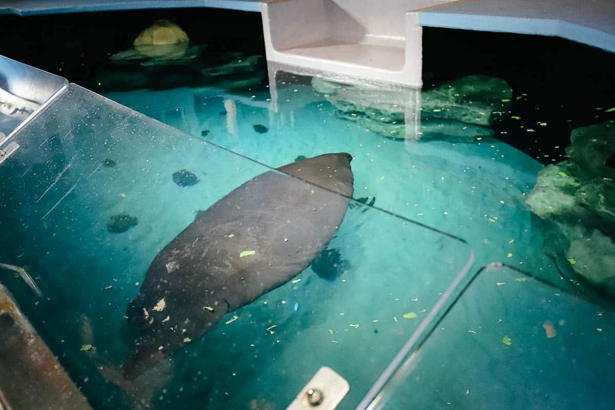 a manatee at Epcot munching on lettuce 