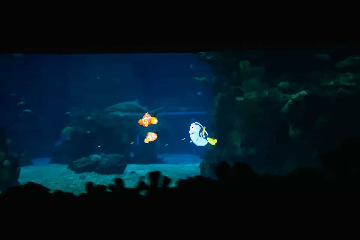 projections of Disney characters on the window of the aquarium during the ride 