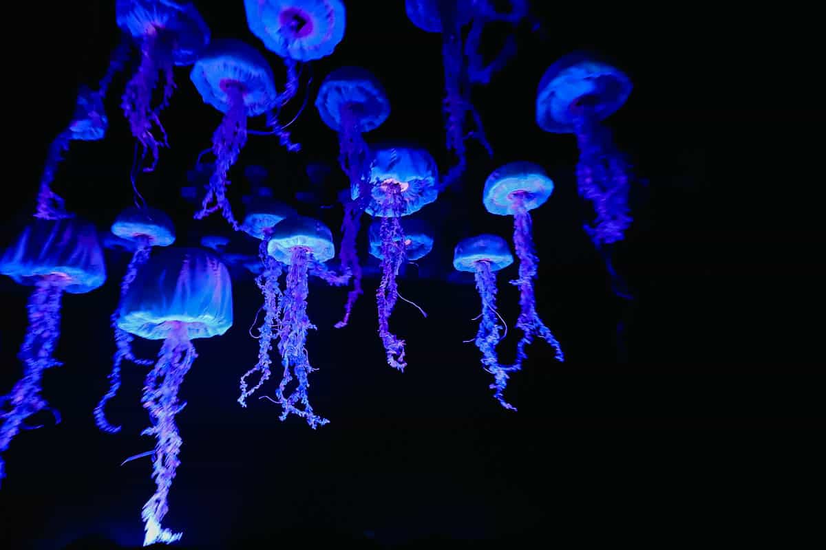 a ride scene with faux jelly fish dangling overhead