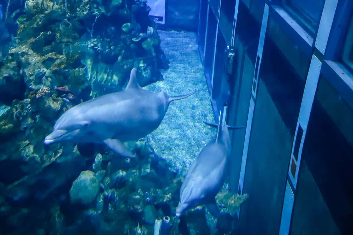 Dolphins swimming in the aquarium at Epcot 