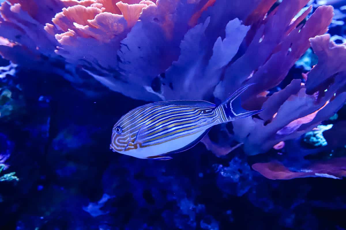 saltwater fish in tank at Epcot with yellow and black stripes