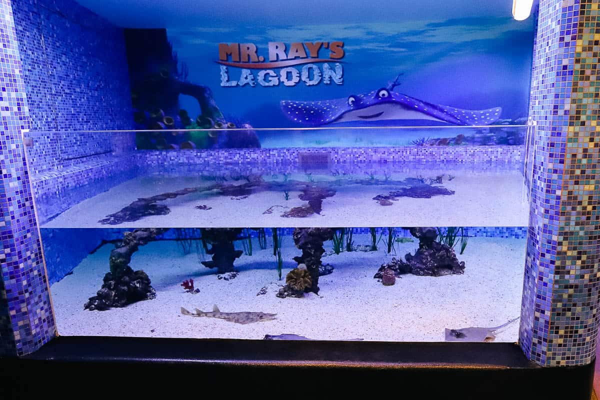 Mr. Rays Lagoon with bab sting rays 