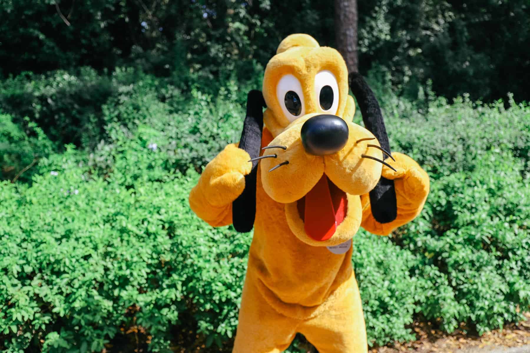 Pluto at Epcot 