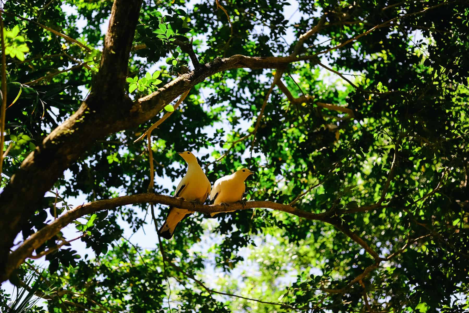 two birds sitting together in a tree in the aviary at Disney's Animal Kingdom 
