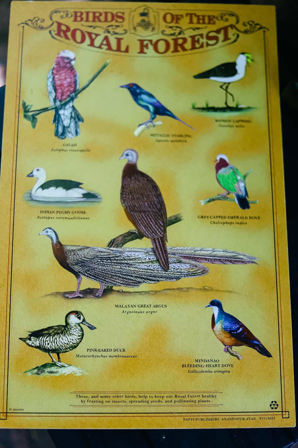 a bird guide 