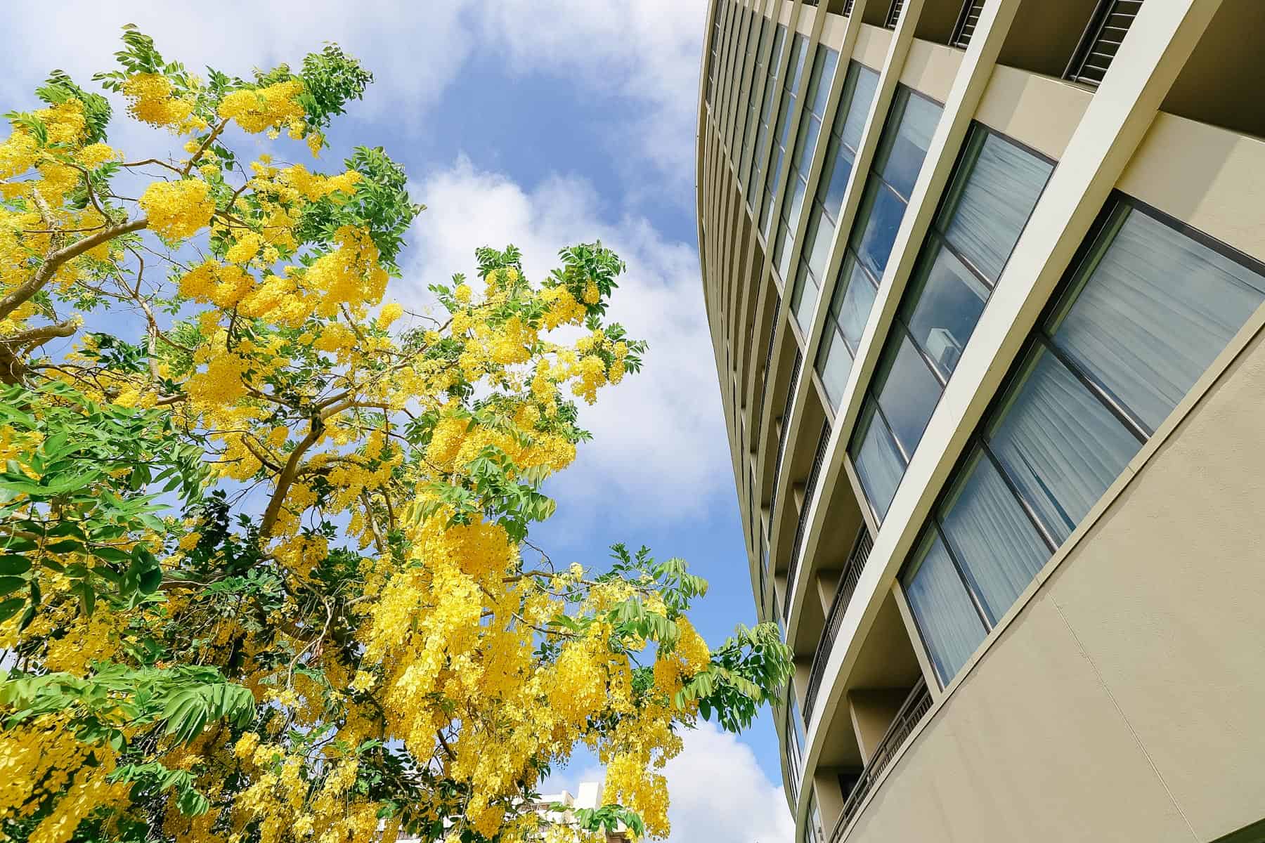 a yellow tree in bloom near Bay Lake Tower at the Contemporary 