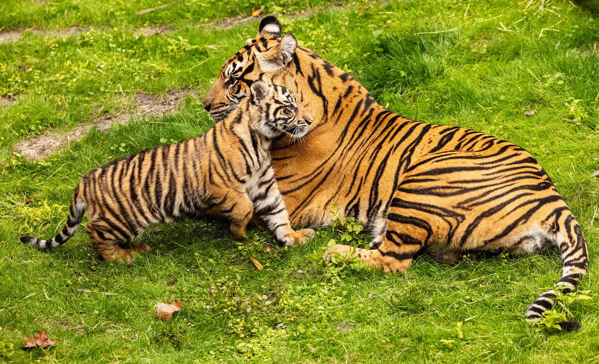 Baby Bakso next to his mom Sohni  on the Maharajah Jungle Trek 