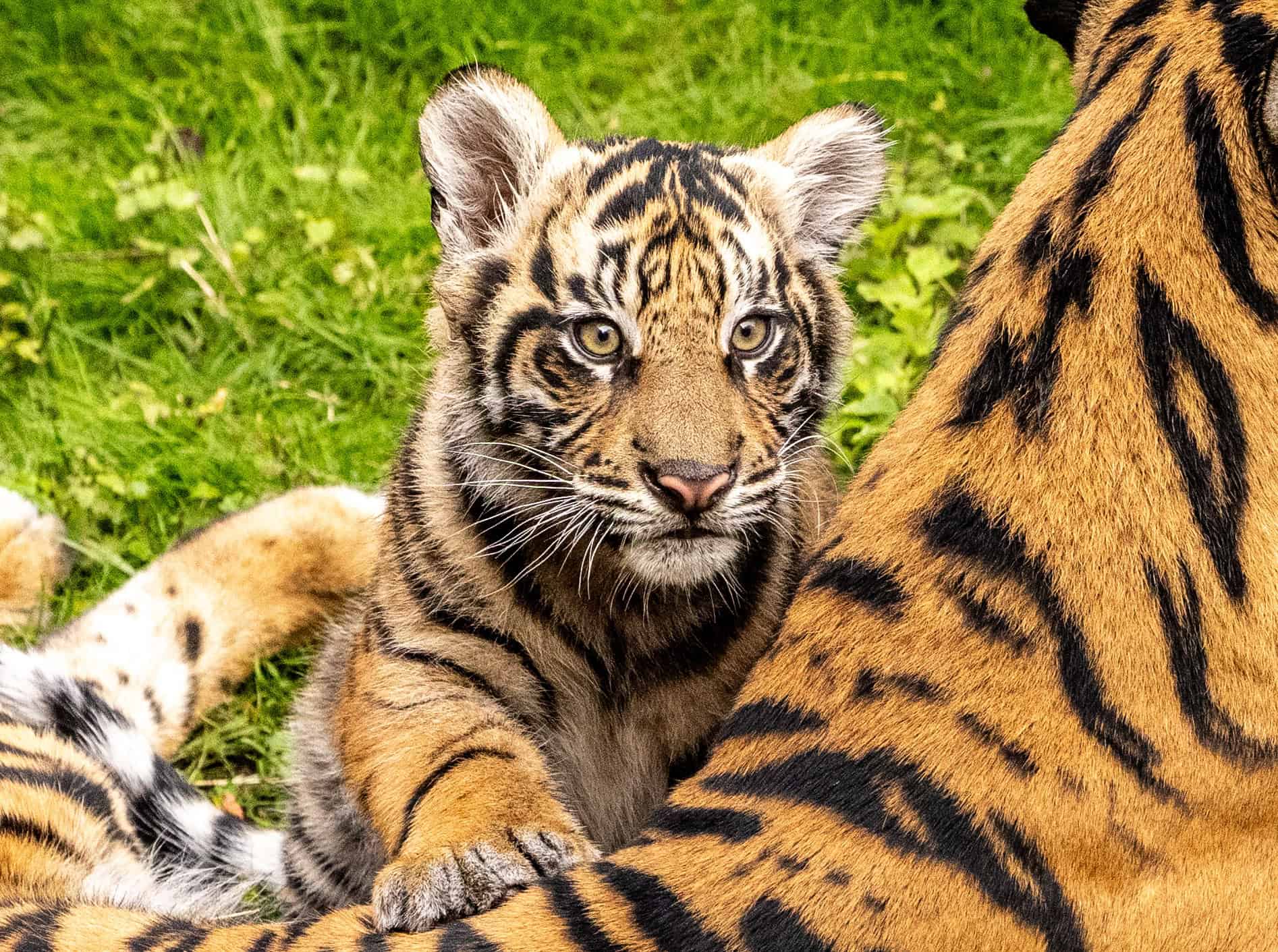 Closeup of Baby Bakso a tiger cub  at Disney's Animal Kingdom 