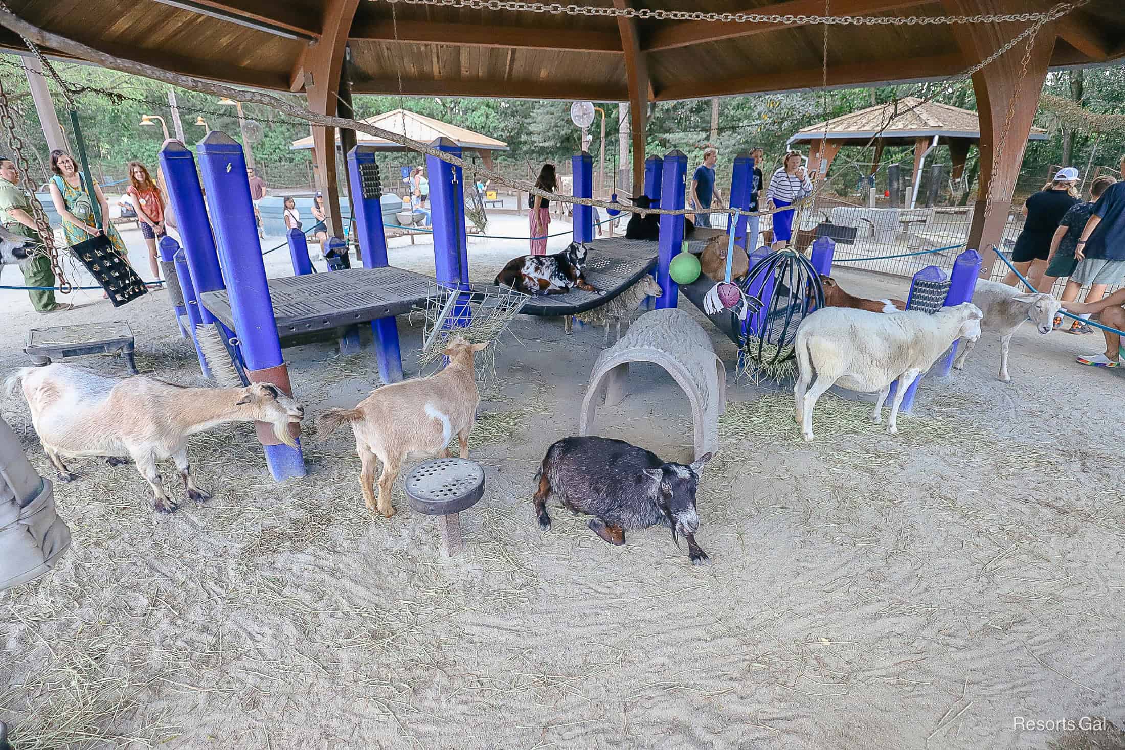 Affection Section petting area with goats and sheep 