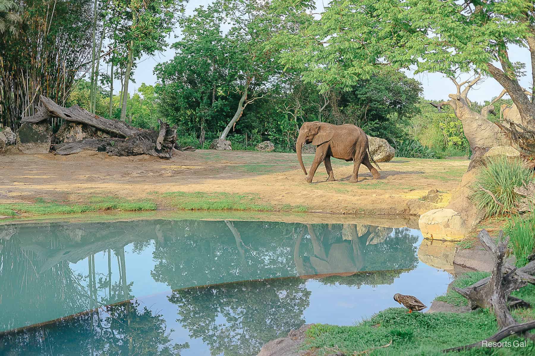 an elephant with its reflection in a small pond on Kilimanjaro Safaris 