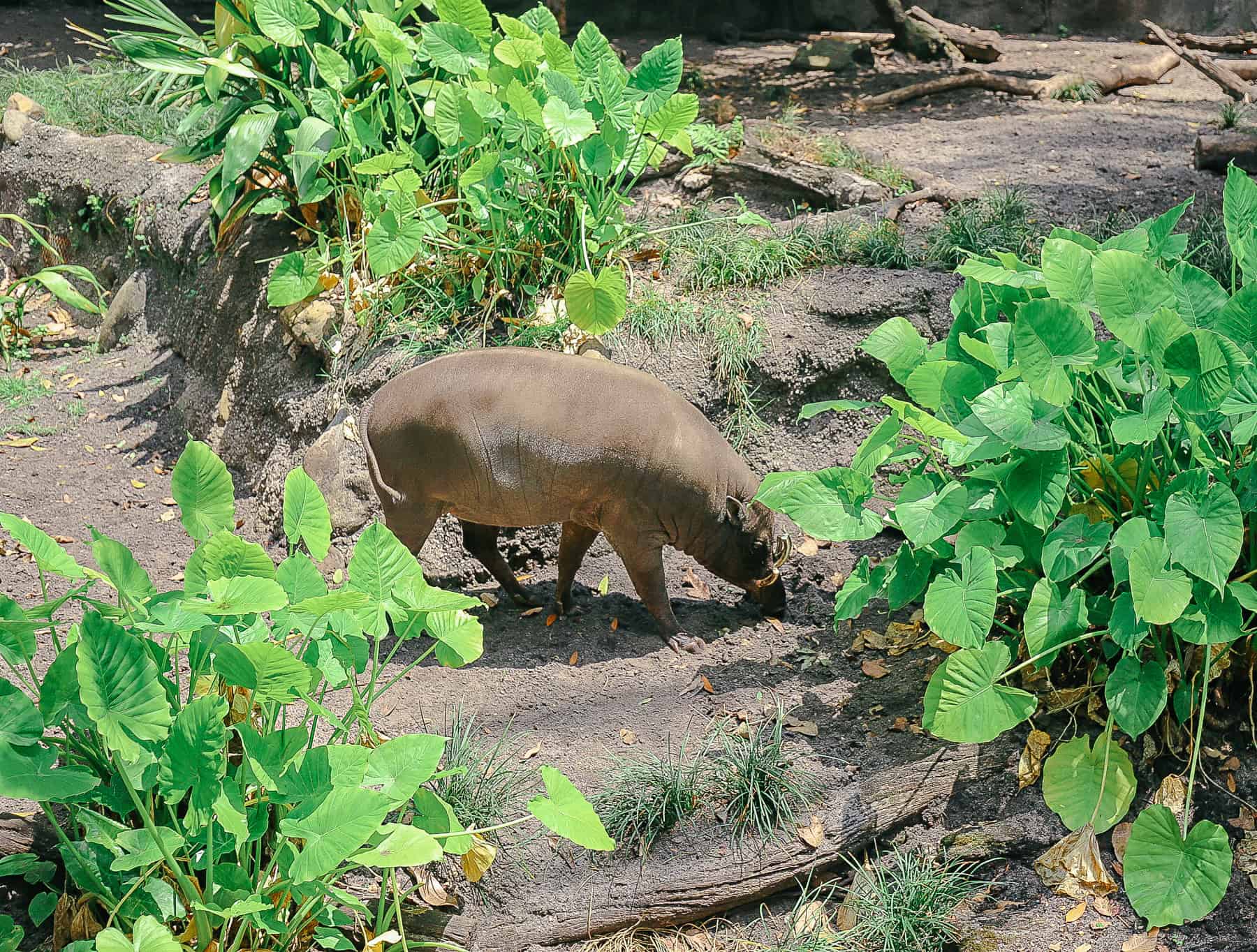 Babirusa exhibit in The Oasis at Disney's Animal Kingdom 