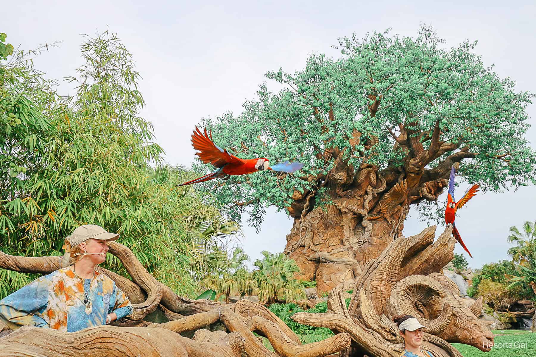 Winged Encounters bird experience with Scarlet Macaws and a cast member 