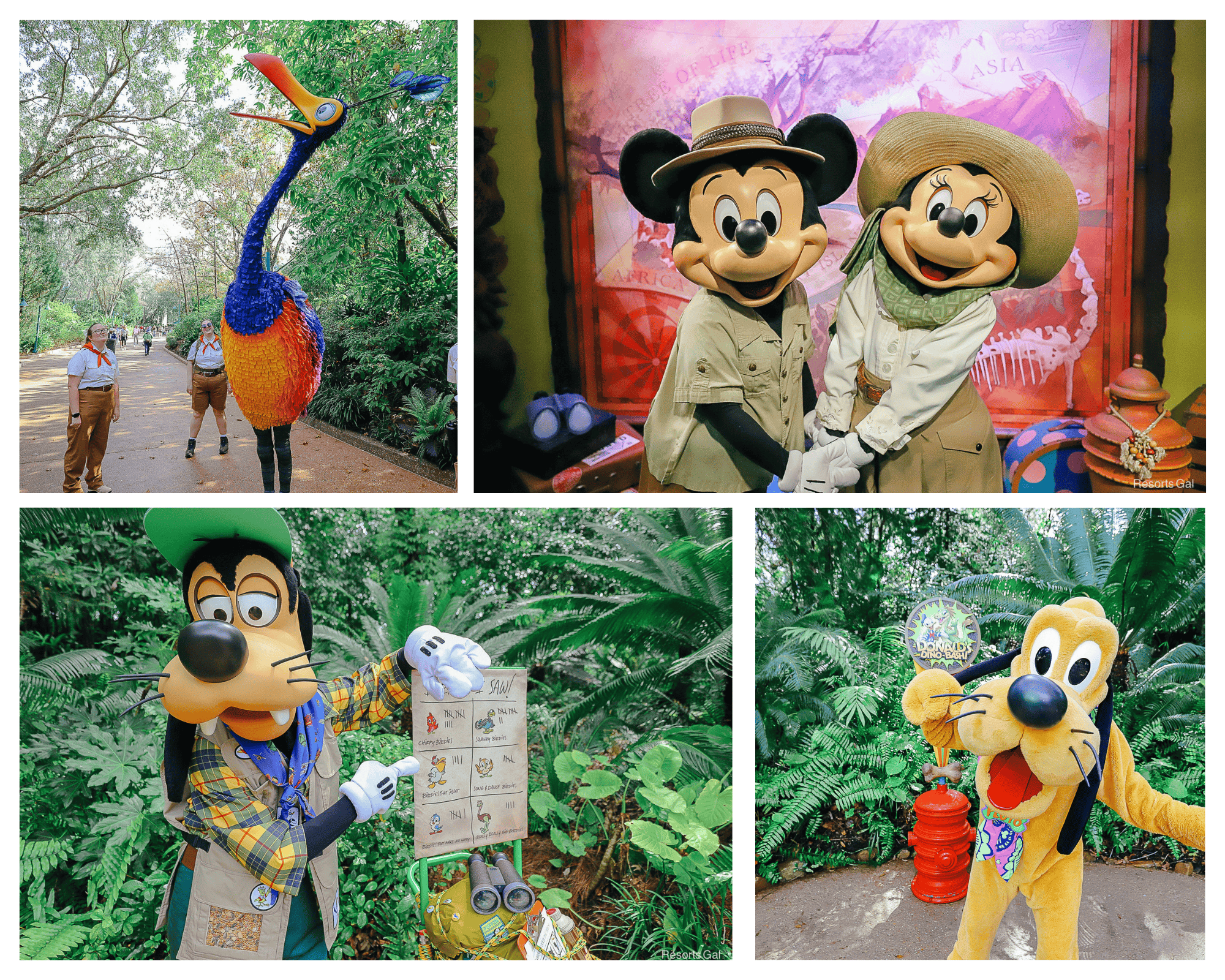 a collage with some of the characters who meet regularly at Disney's Animal Kingdom Theme Park